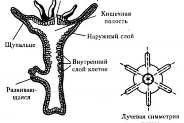 Kraken зеркало тор